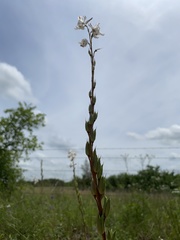 Delphinium carolinianum