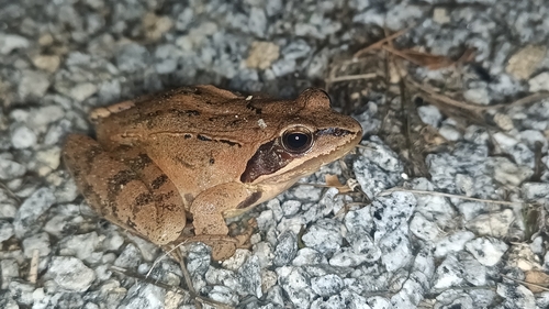 Agile Frog