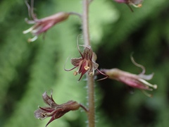 Tolmiea diplomenziesii