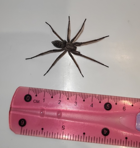 Giant House Spider