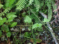 Tolmiea diplomenziesii