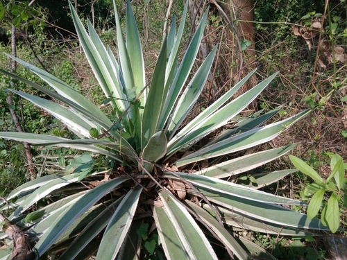 Agave angustifolia observed 2026-10-09