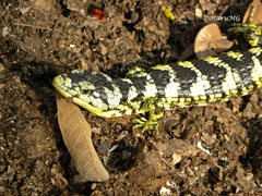 Abronia taeniata