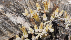 Dudleya abramsii abramsii