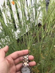 Eschscholzia californica