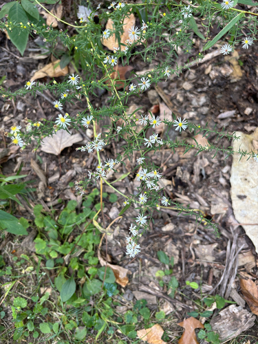 Small White Aster