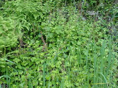 Tolmiea diplomenziesii