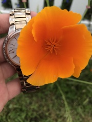 Eschscholzia californica