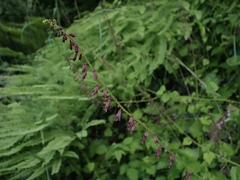 Tolmiea diplomenziesii