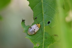 Acrocyum sallaei