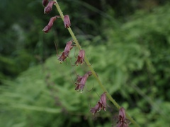 Tolmiea diplomenziesii