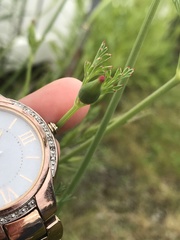 Eschscholzia californica
