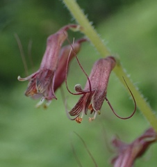 Tolmiea diplomenziesii