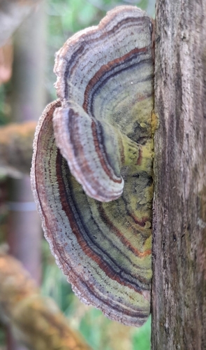 turkey-tail