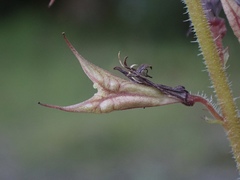 Tolmiea diplomenziesii