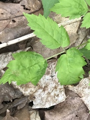 Actaea pachypoda