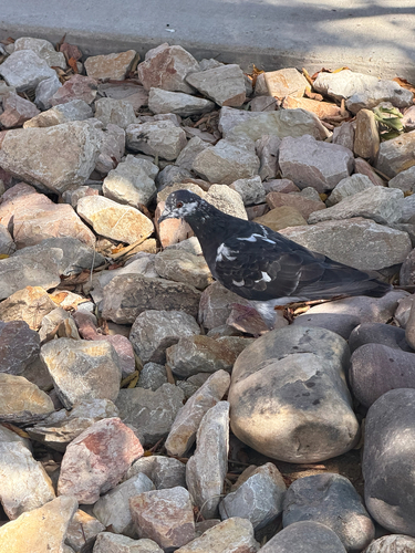 Rock Pigeon