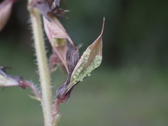 Tolmiea diplomenziesii
