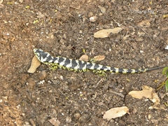 Abronia taeniata