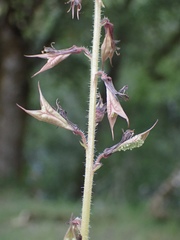 Tolmiea diplomenziesii