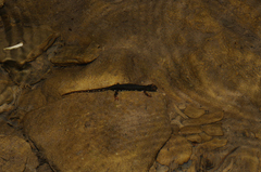 Salamandrina perspicillata