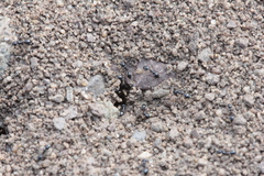 Monomorium ergatogyna