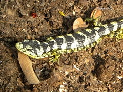Abronia taeniata