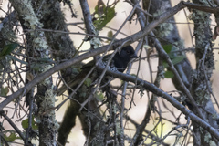 Pipilo maculatus × ocai