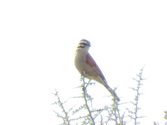 Emberiza capensis cinnamomea