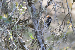 Pipilo maculatus × ocai