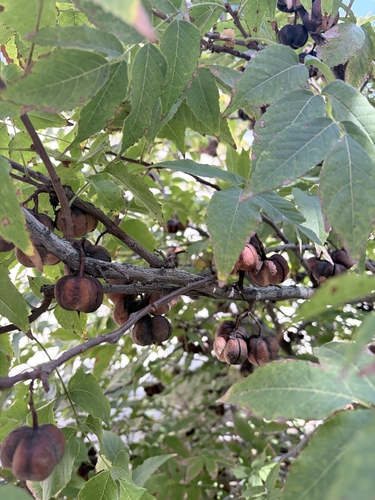 Mexican buckeye