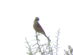 Emberiza capensis cinnamomea