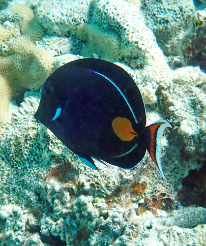 Acanthurus achilles observed 2026-10-08