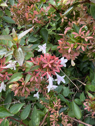 Abelia chinensis observed 2026-10-09
