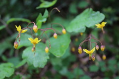 Vancouveria chrysantha