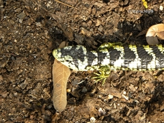 Abronia taeniata