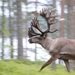 Wild Forest Reindeer - Photo (c) Jarkko Peltoniemi, some rights reserved (CC BY-NC), uploaded by Jarkko Peltoniemi