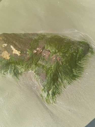 Ulva intestinalis observed 2026-10-09
