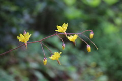 Vancouveria chrysantha
