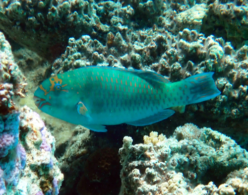 Chlorurus frontalis observed 2026-10-08