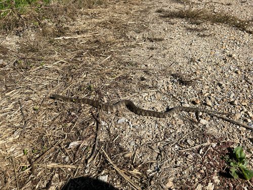 Common Watersnake