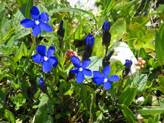 Gentiana bavarica