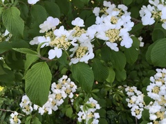 Viburnum plicatum