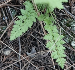 Woodsia obtusa