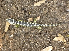 Abronia taeniata
