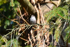 Aegithalos caudatus aremoricus