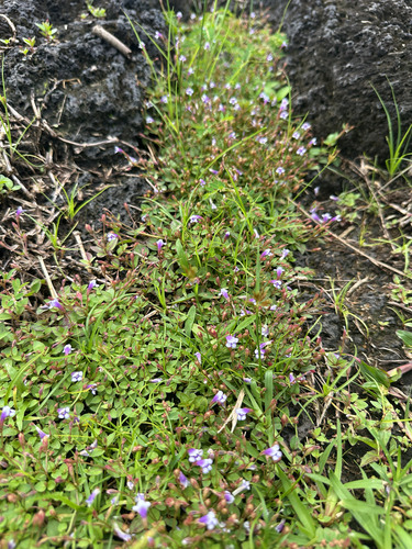 Lindernia, 2026-10-06