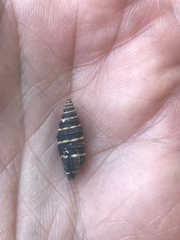 Zonulispira zonulata