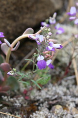 Collinsia linearis