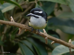 Pogoniulus bilineatus